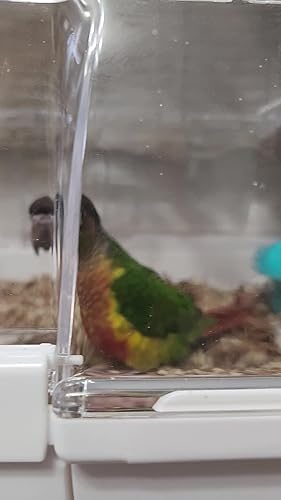 Amazon | SUDO(スドー) 鳥かご バードミニアム S02 おしゃれ